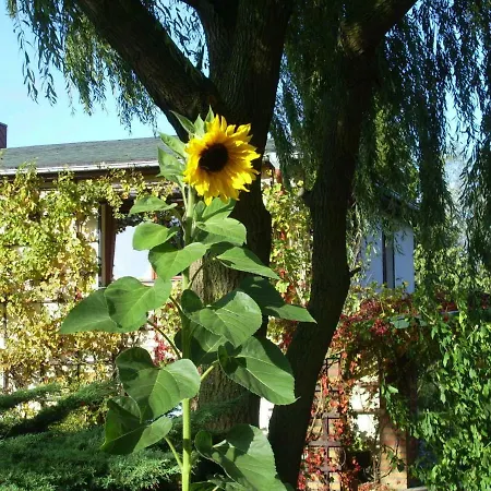 Cozy In Germany With Garden Apartment *
